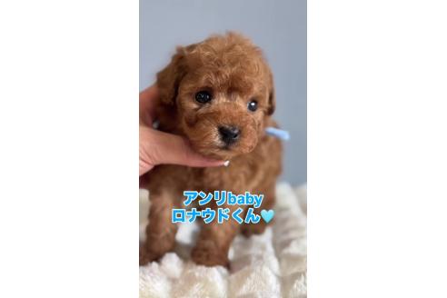 成約済の徳島県のタイニープードル-372638の4枚目